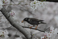 桜模様３種：45ＥＤＩＩ＋1.08×　2011/04/14C