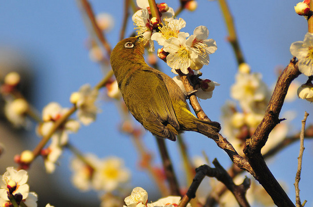 50d300mejiro3.jpg