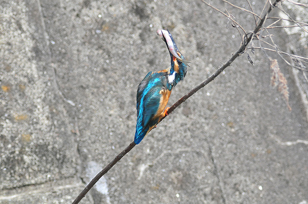 DSC_4245s.jpg