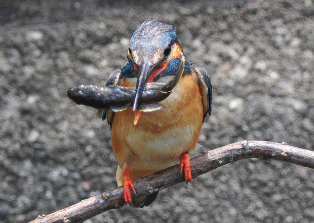 DSC_5862s.jpg