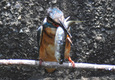 77EDII+D300によるカワセミ捕食集