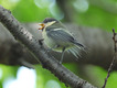 シジュウカラの幼鳥