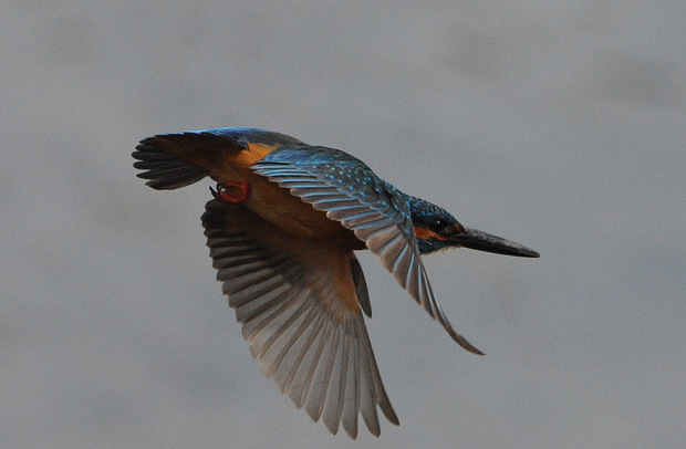 D70_2575st.jpg