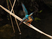 カワセミ給餌：50ＦＬ＋1.08×＋Ｅ５　2011/05/01Ｂ