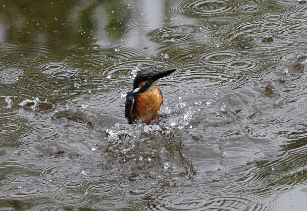 D70_3692st.jpg