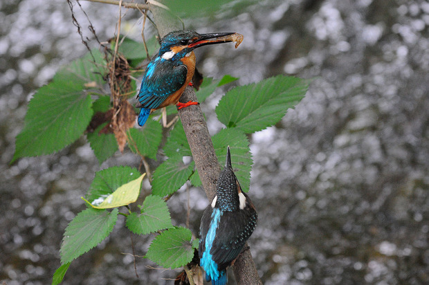 D70_4140s2.jpg