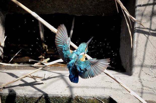 DSC_4250bg2.jpg
