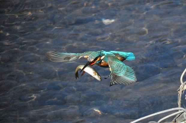 DSC_6217bg.jpg