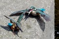 ユーザー投稿画像１：71ＦＬ＋Ｋ５によるカワセミ　2011/09/22Ｂ