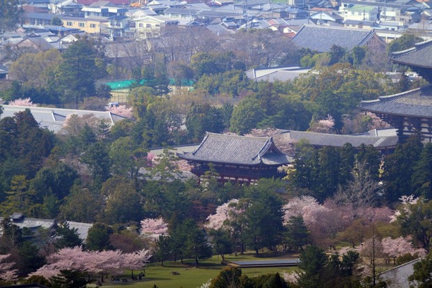 東大寺from高円山火床.jpg