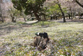桜と鹿：71FL＋7870＋E-M5　2012/04/18