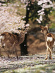 続・奈良の桜ｂｙ71FL　2012/04/23