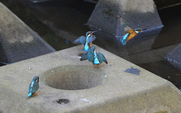 DSC_2274st.jpg