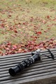 奈良の秋：紅葉＆野鳥　2012/11/30