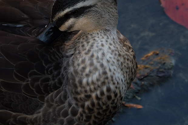 DSCF3288s.jpg