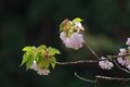 野鳥＆桜　2013/04/18