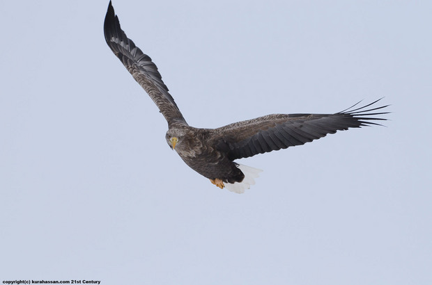 77EDII：北海道・野鳥＆2014X1：野鳥・木星 2014/01/31 - BORG開発者 
