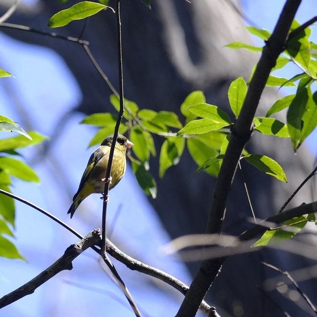 OrientalGreenFinch_U.jpg