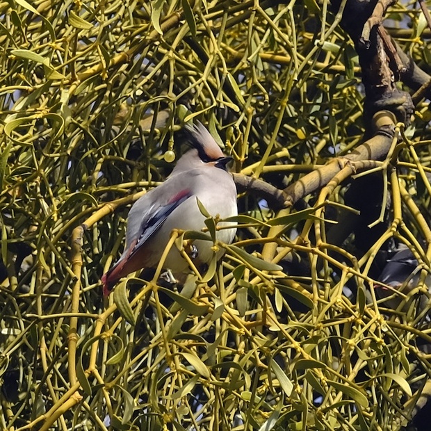 waxwing_U.jpg