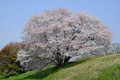 BORG引伸ばしレンズ50/2.8桜作例　2014/04/10