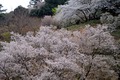 月食・BORG50/2.8作例・フジノン引伸ばしレンズ　2014/04/21