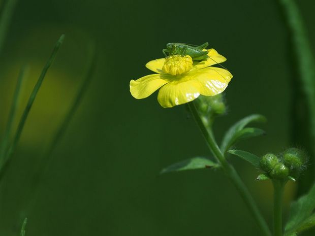 虫BORG36ED_01ヤブキリ幼虫.jpg