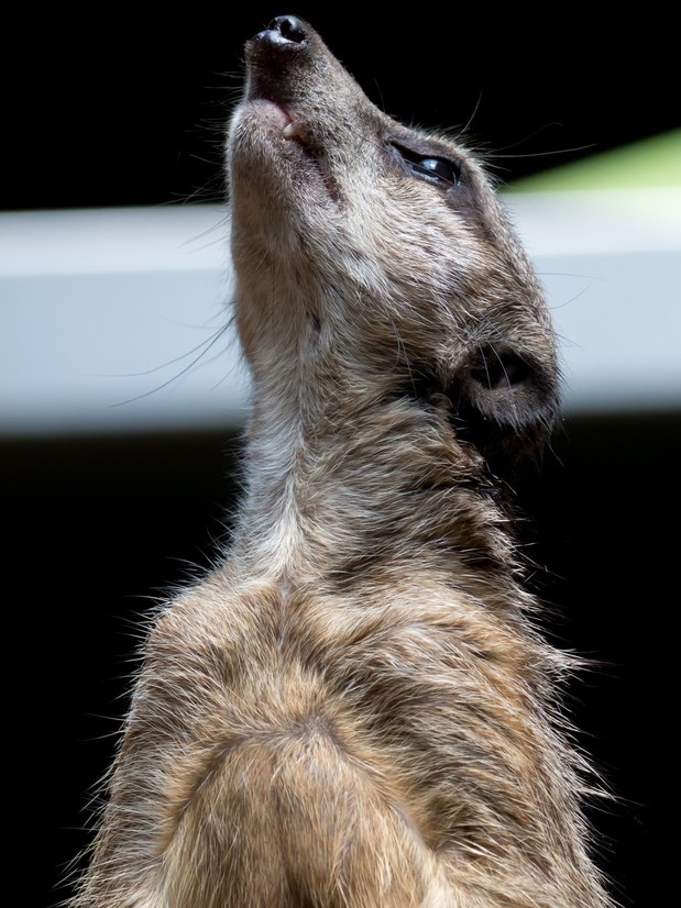 Meerkat.jpg