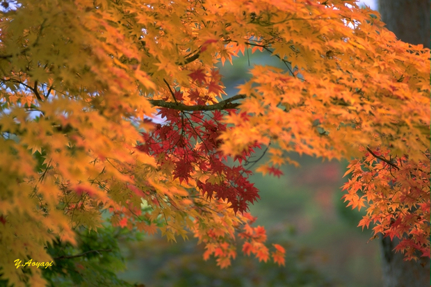 _4-08保原ノ紅葉Beslar135mm.jpg