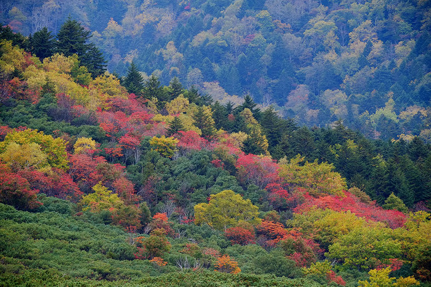 36ED(x1.1 XE-1 北海道 紅葉１)s.jpg