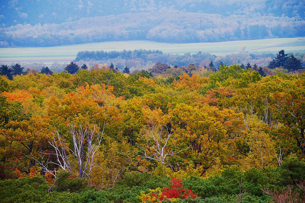 36ED(x1.1 XE-1 北海道 紅葉３)s.jpg