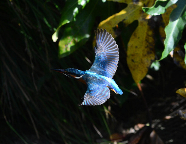 DSC_8882st.JPG