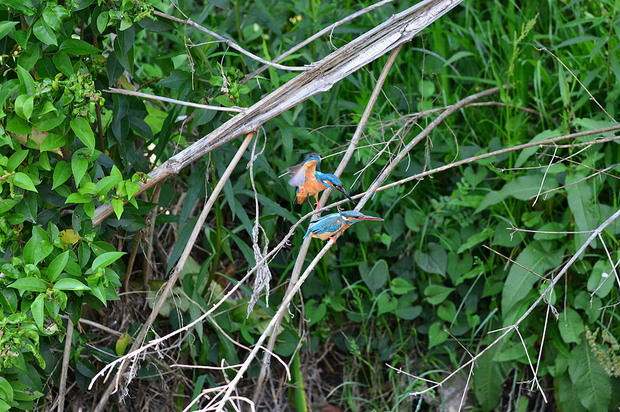 DSC_2647s1.JPG